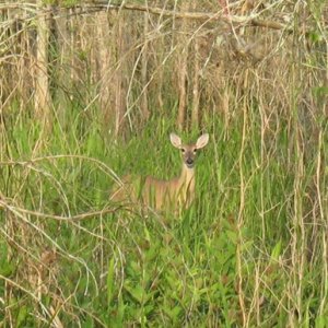 A_DOE_CHECKING_US_OUT