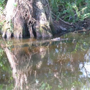 CAMP_MOMMA_GATOR