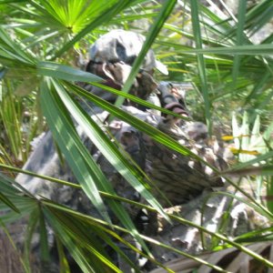 Gettin ready to take the shot.