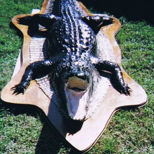 Alligator mount