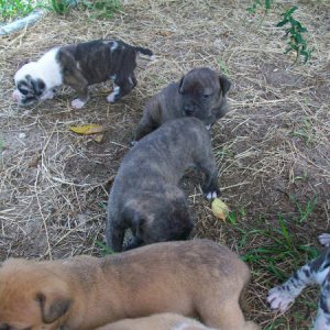 pups