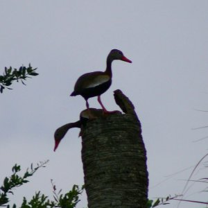 Black-belly Whistlers