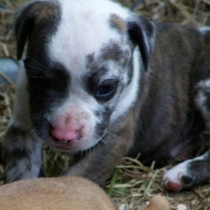 pup