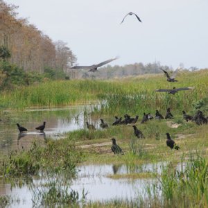 East Marsh Birds