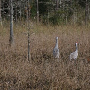 East Marsh Sandhill Cranes