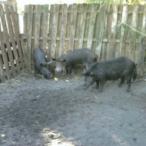 HOG PEN