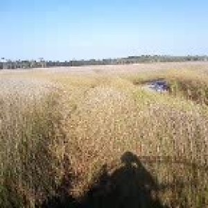 Nother day in the marsh