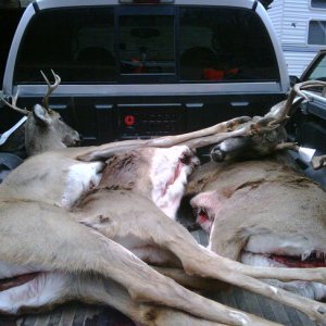 Truckload_of_deer