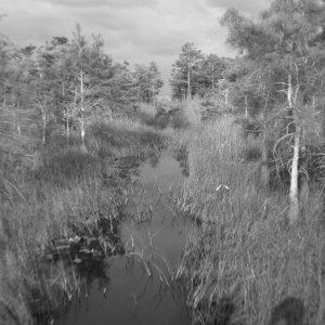glades