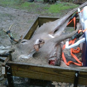 My son's 4 point