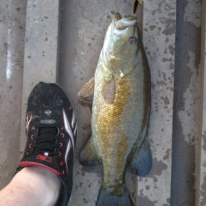 24 inch small mouth bass caught susquehanna river Millersburg, Pa