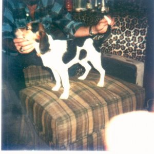 Late_70s_Beagle_Dawg