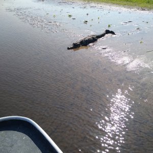 Old gator...
