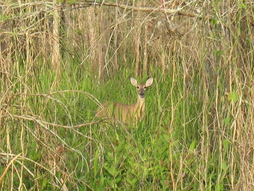 A_DOE_CHECKING_US_OUT