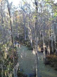 airboat_post_vid_pic_256