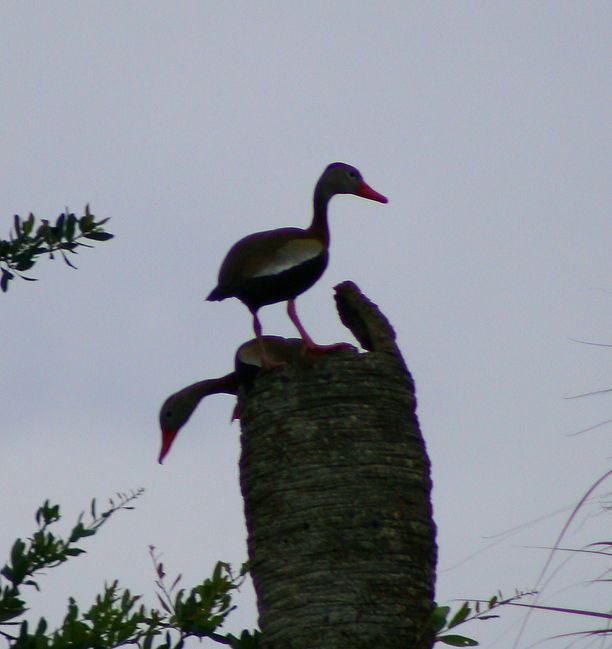 Black-belly Whistlers