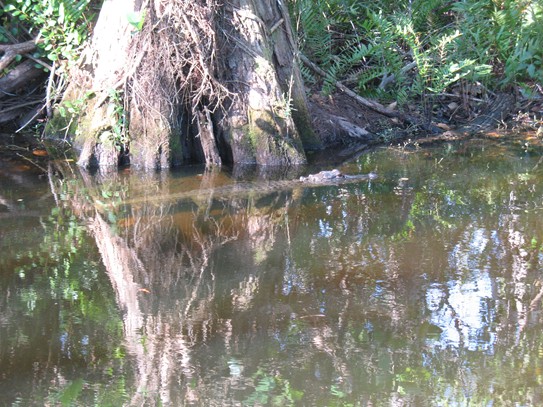 CAMP_MOMMA_GATOR