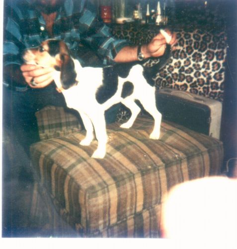 Late_70s_Beagle_Dawg