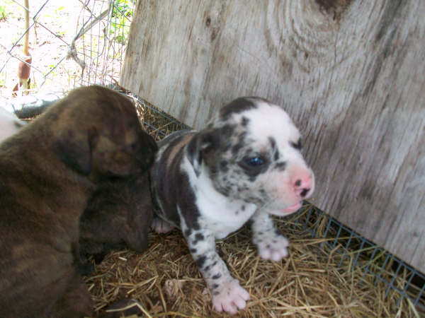 pups