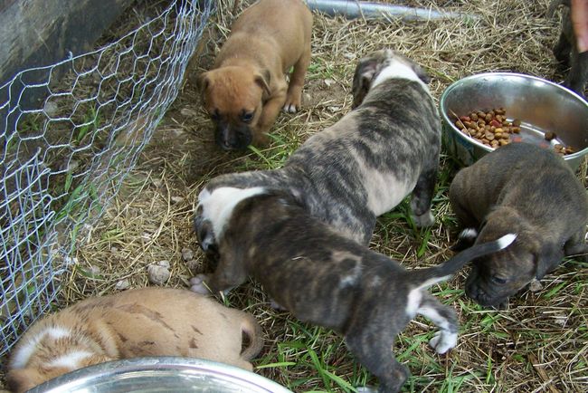 pups
